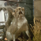 Imagen: Crappy Taxidermy